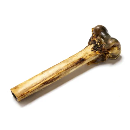 Ostrich bone